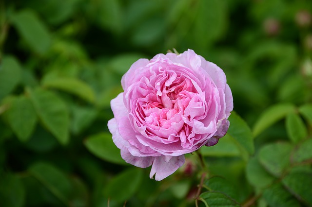 einzelne Rosa centifolia in voller Blüte